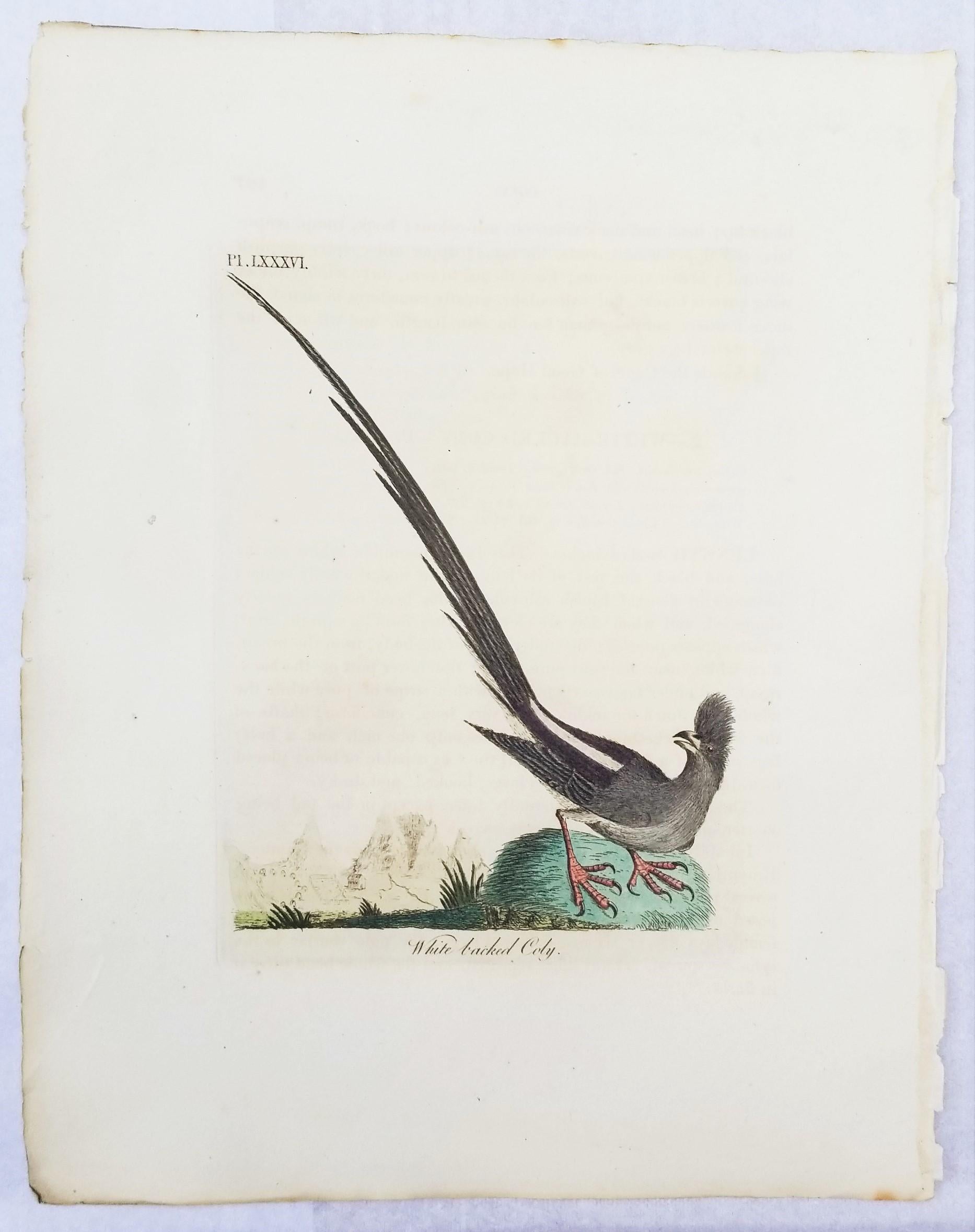 Set of Four Hand-Colored Ornithological Engravings by John Latham /// Bird UK For Sale 3