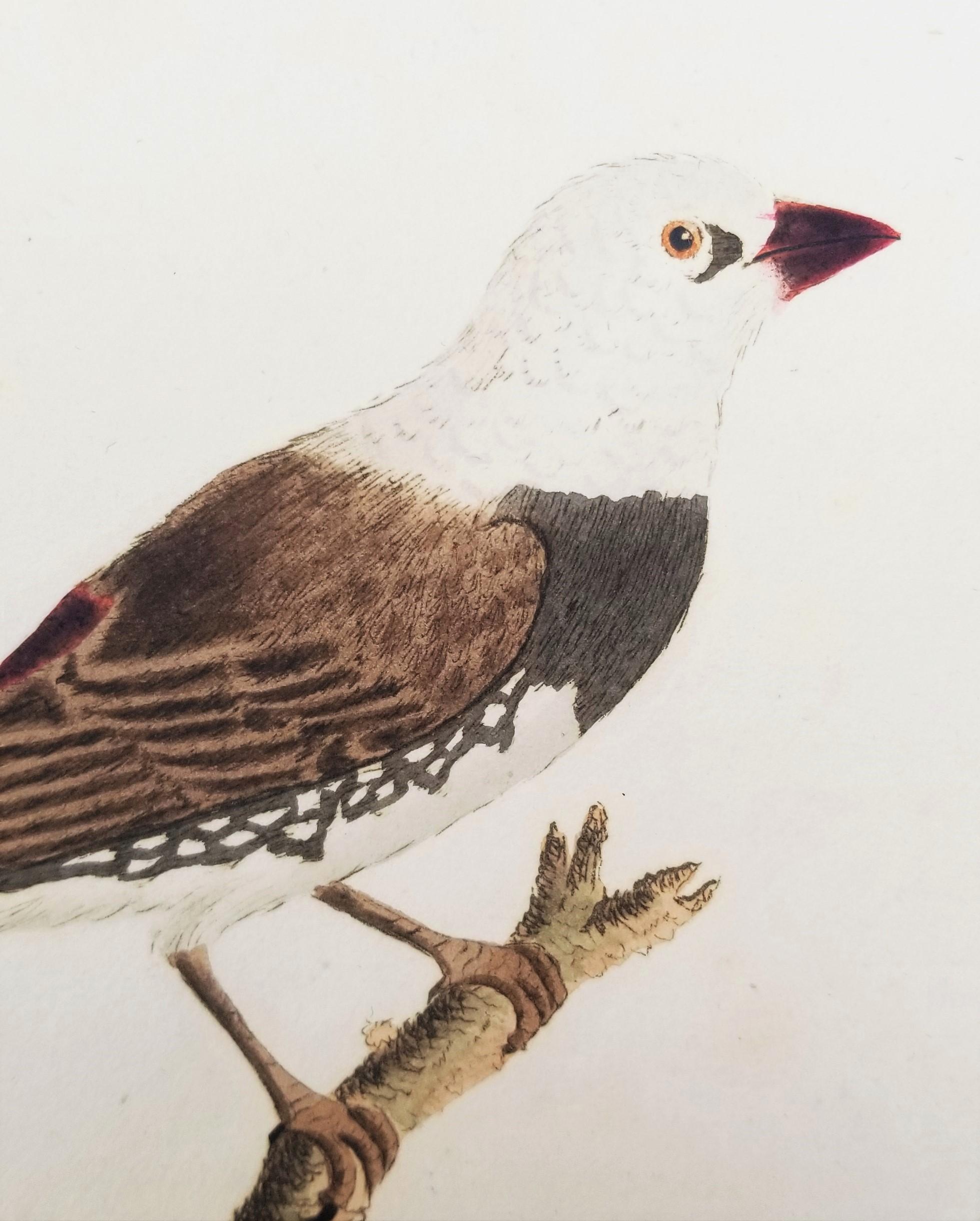 Set von vier handkolorierten ornithologischen Gravuren von John Latham /// Bird UK im Angebot 5