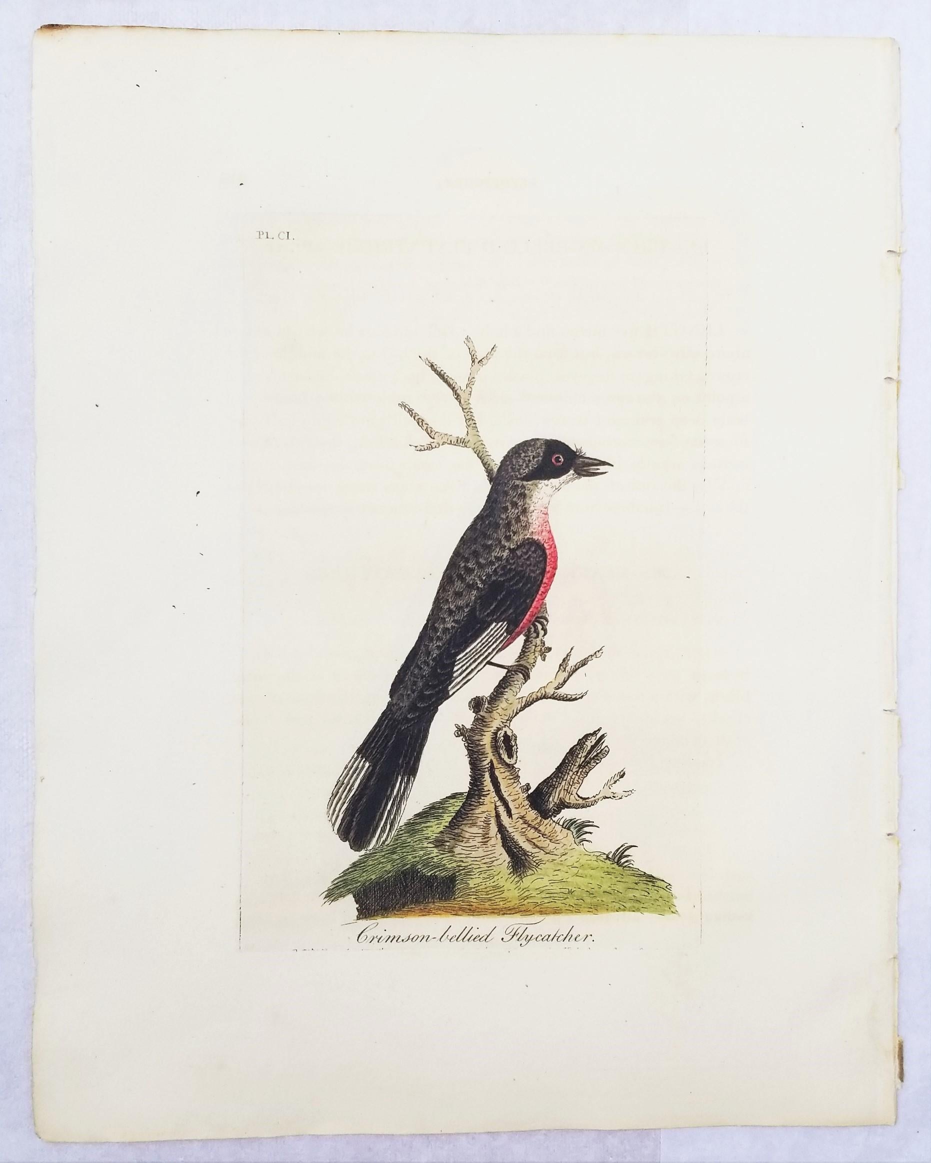 Set von vier handkolorierten ornithologischen Gravuren von John Latham /// Bird UK im Angebot 6