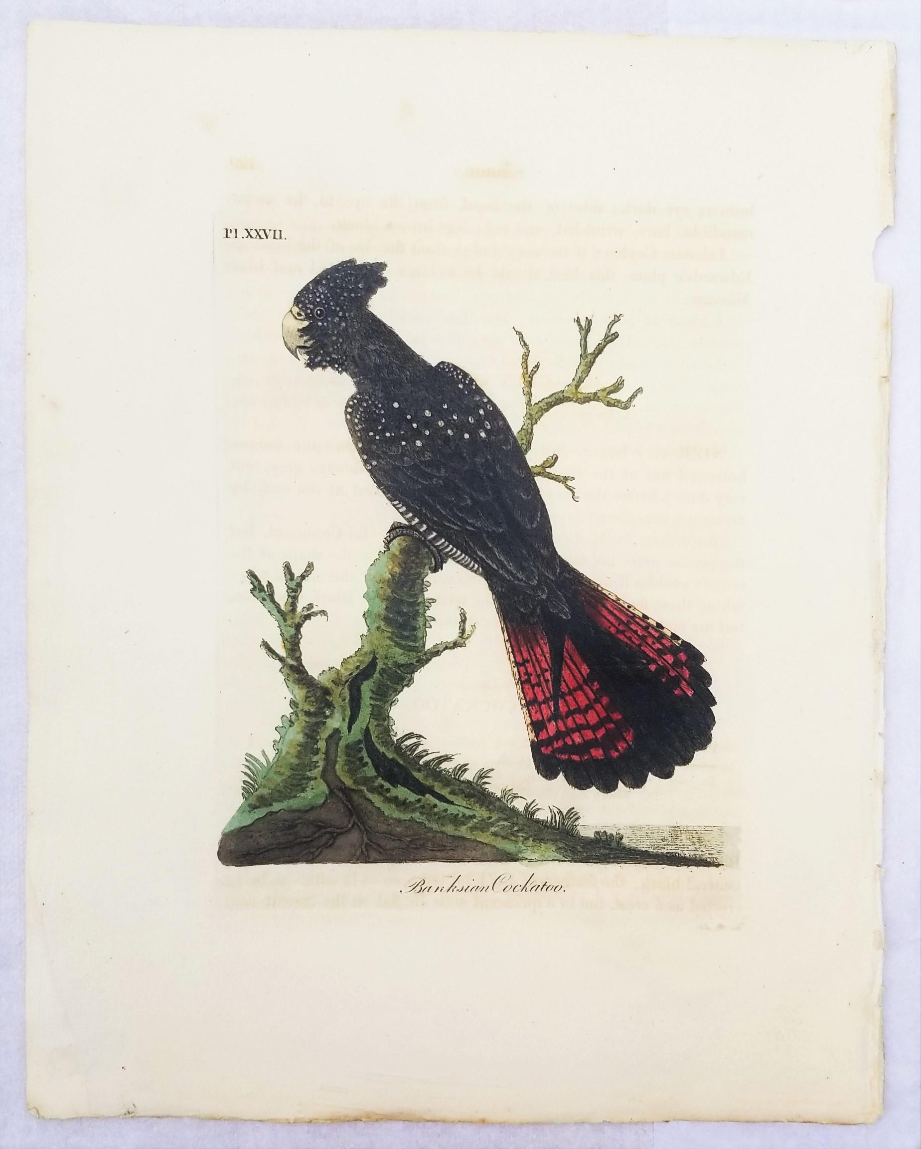 Set von vier handkolorierten ornithologischen Gravuren von John Latham /// Bird UK im Angebot 6