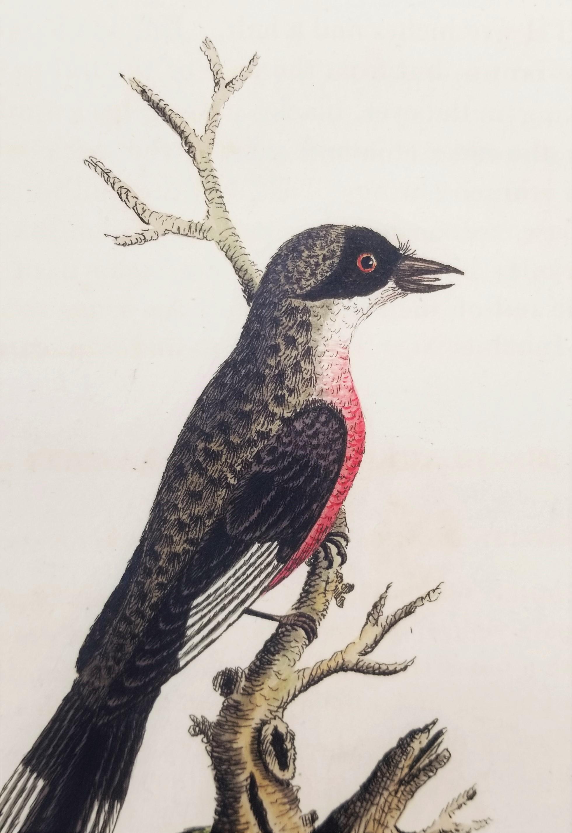 Set von vier handkolorierten ornithologischen Gravuren von John Latham /// Bird UK im Angebot 7