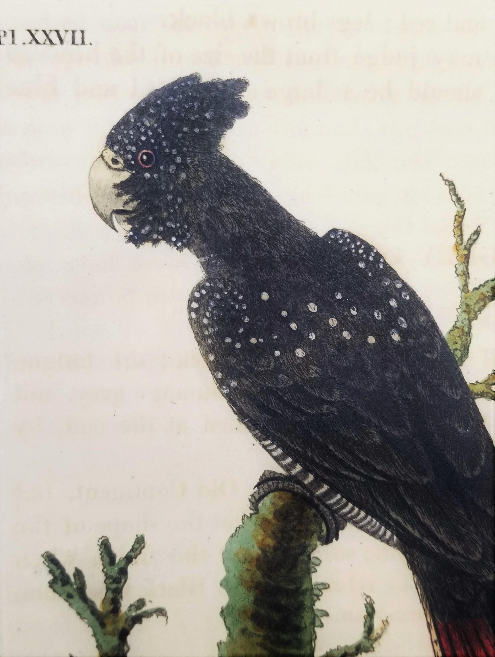 Set von vier handkolorierten ornithologischen Gravuren von John Latham /// Bird UK im Angebot 7
