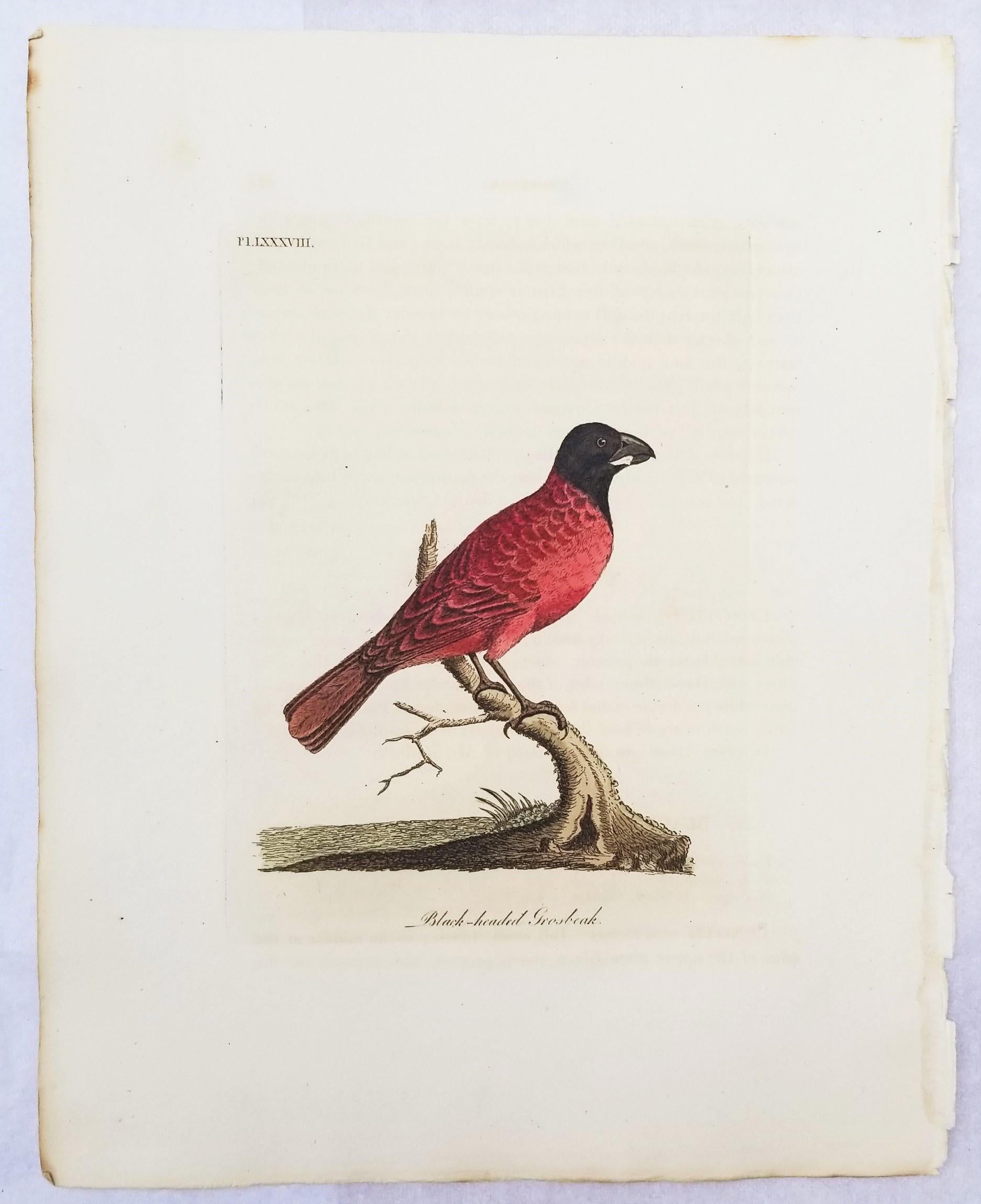 Set von vier handkolorierten ornithologischen Gravuren von John Latham /// Bird UK im Angebot 8