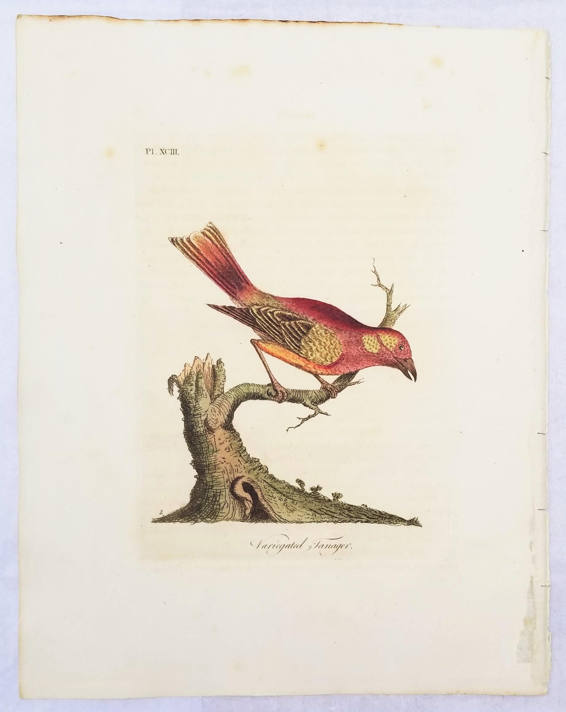 Ensemble de quatre gravures ornithologiques colorées à la main par John Latham /// Bird UK en vente 8