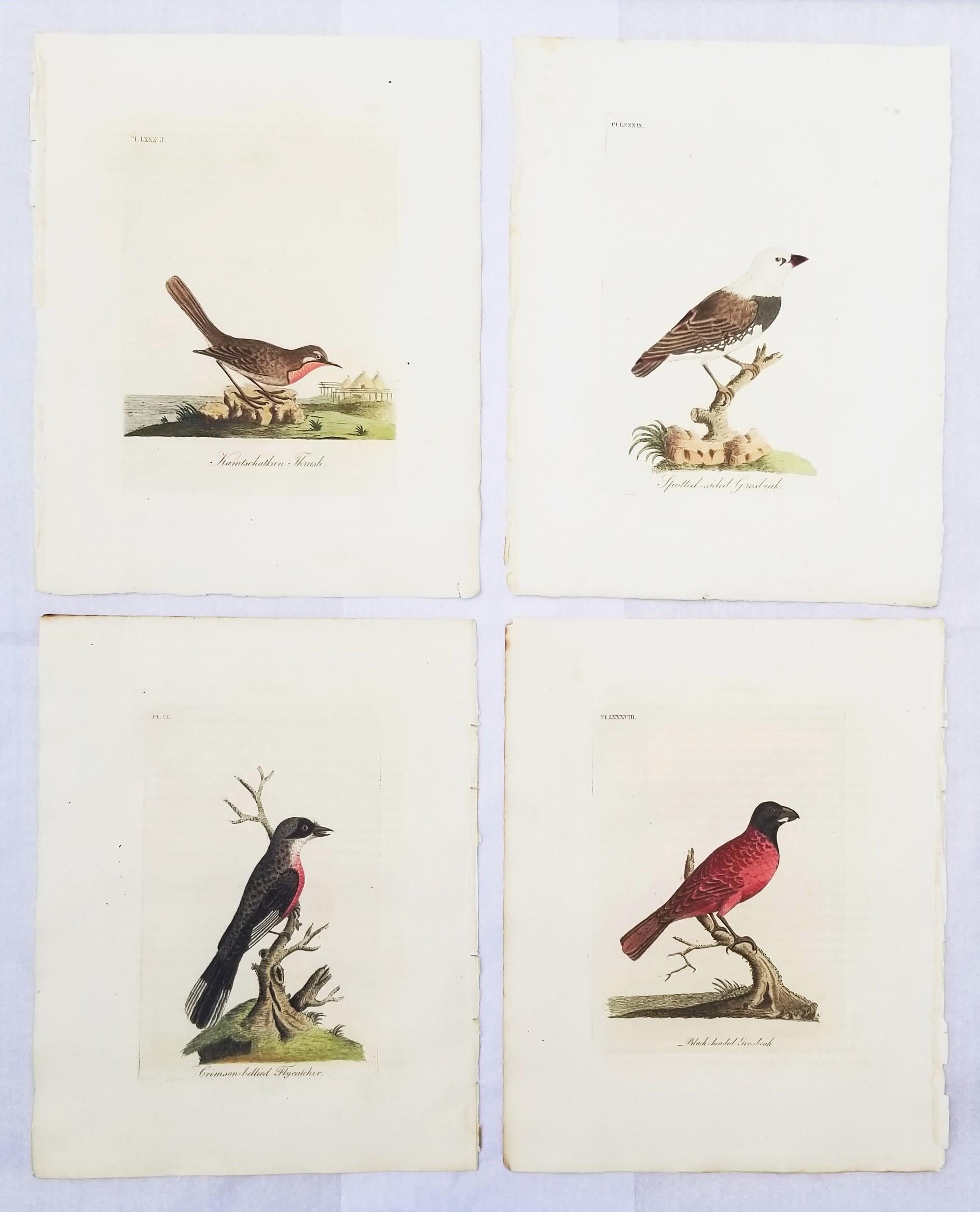 Artist: John Latham (English, 1740-1837)
Title: "Kamtschatkan Thrush", "Spotted-sided Grosbeak", "Crimson-bellied Flycatcher", and "Black-headed Grosbeak"
Portfolio: A General History of Birds
Year: 1821-1828 (second edition)
Medium: Set of Four