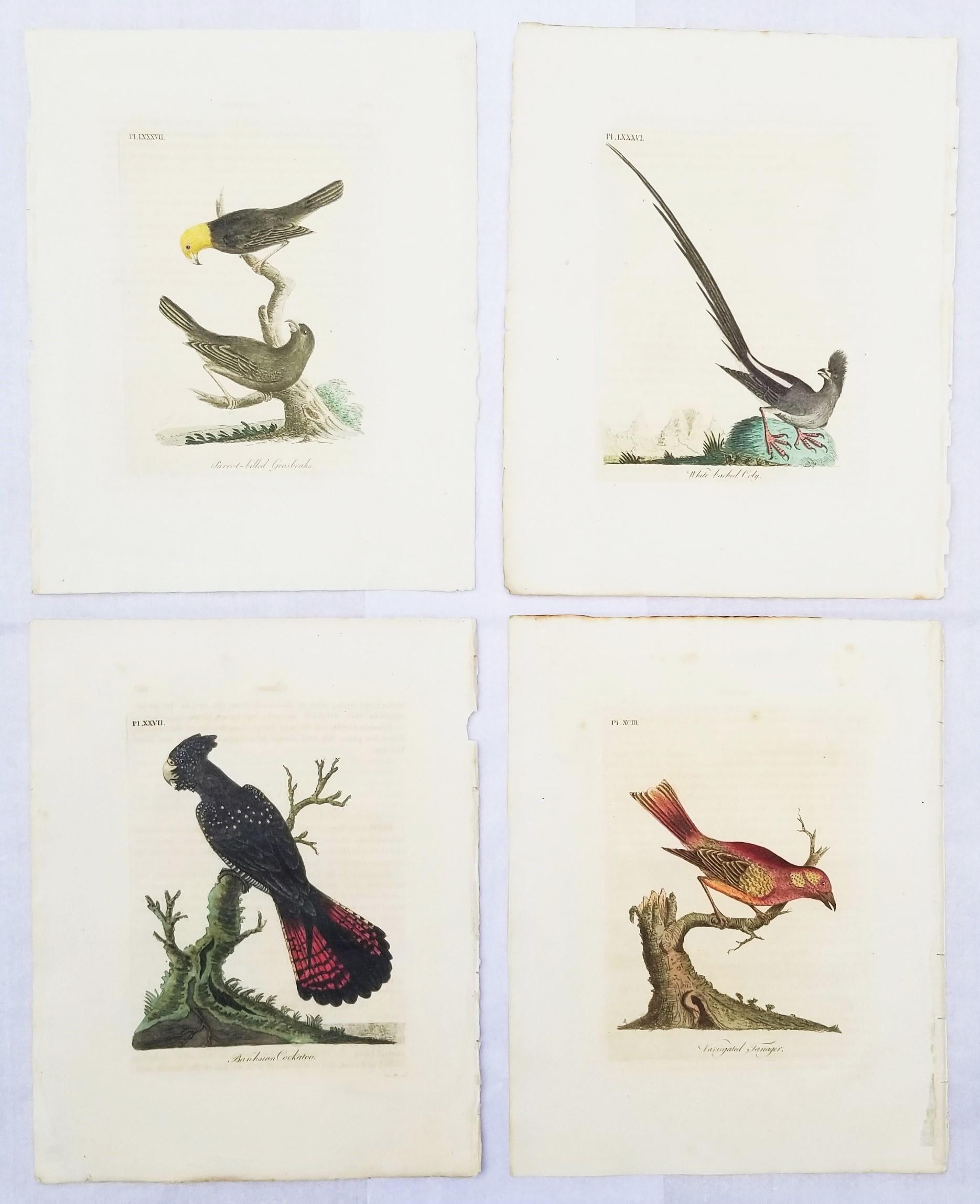 Künstler: John Latham (Englisch, 1740-1837)
Titel: "Papageienschnabel-Kernbeißer", "Weißrücken-Kolibri", "Billing-Kakadu" und "Bunttangare"
Mappe: Eine allgemeine Geschichte der Vögel
Jahr: 1821-1828 (zweite Auflage)
Medium: Satz von vier