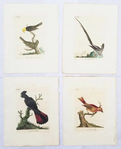 Set von vier handkolorierten ornithologischen Gravuren von John Latham /// Bird UK