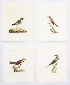 Antique Set of Four Hand-Colored Ornithological Engravings by John Latham /// Bird UK