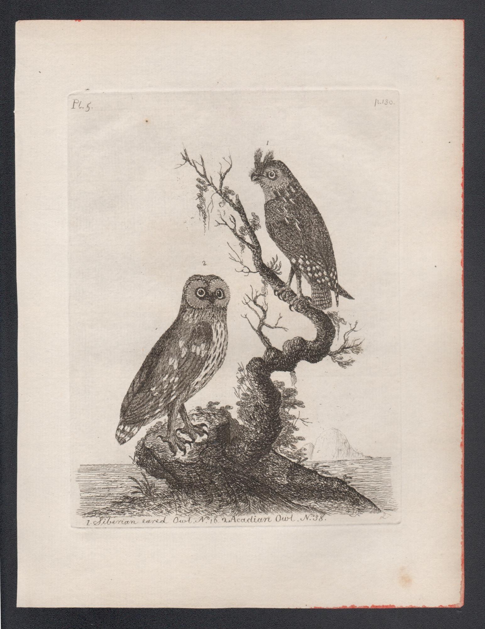Siberian eared Owl and Acadian Owl, 18th century bird engraving by John Latham For Sale 1