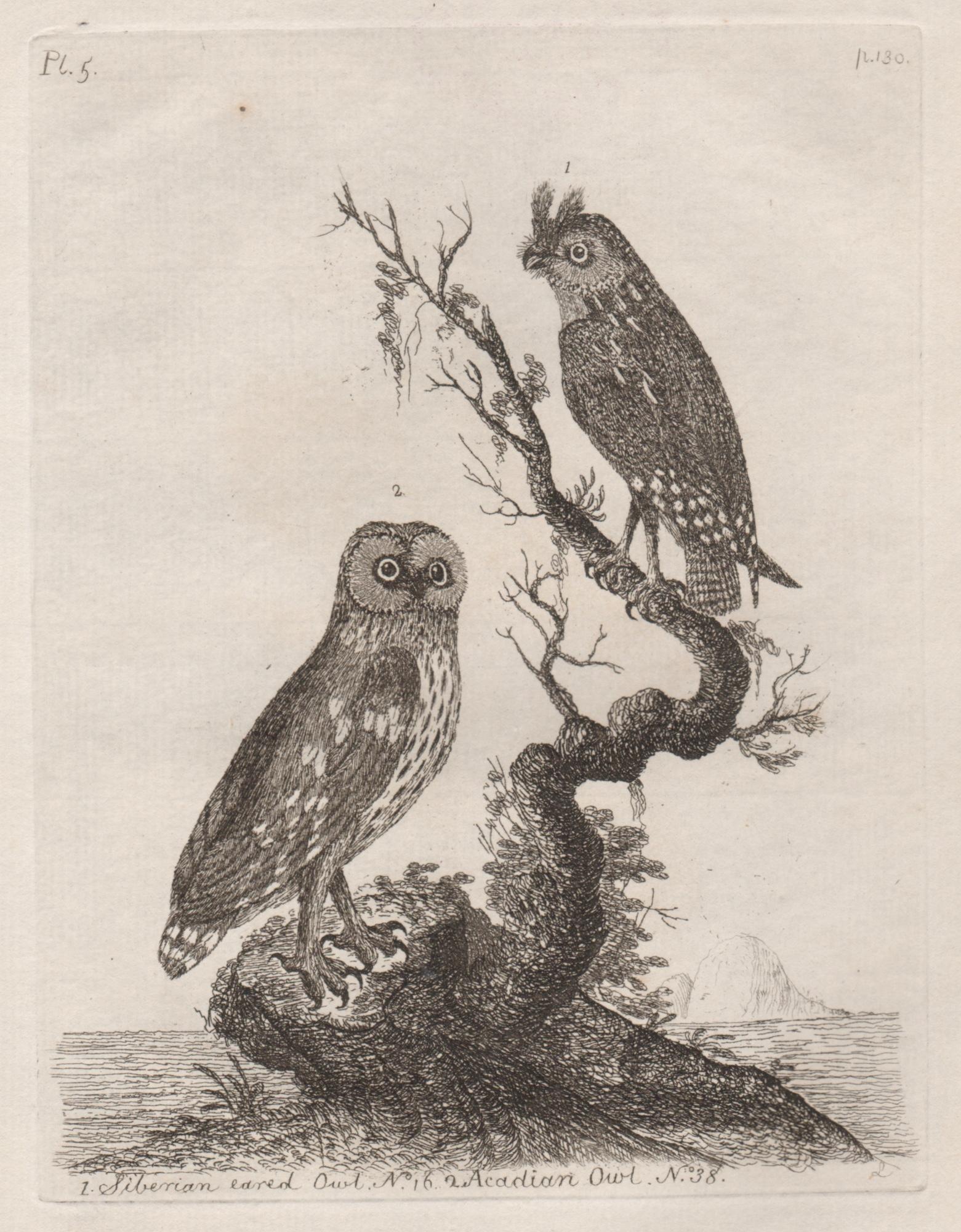 Copper-line engraving. 1781. From John Latham's 'General Synopsis of Birds' 1781-1785, and its Supplements. Plate number top left. Laid paper with watermark.

John Latham was the leading English ornithologist of his day.

175mm by 132mm (platemark)