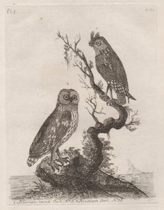 Hibou à oreilles de Sibérie et chouette d'Acadie, gravure d'oiseaux du XVIIIe siècle par John Latham