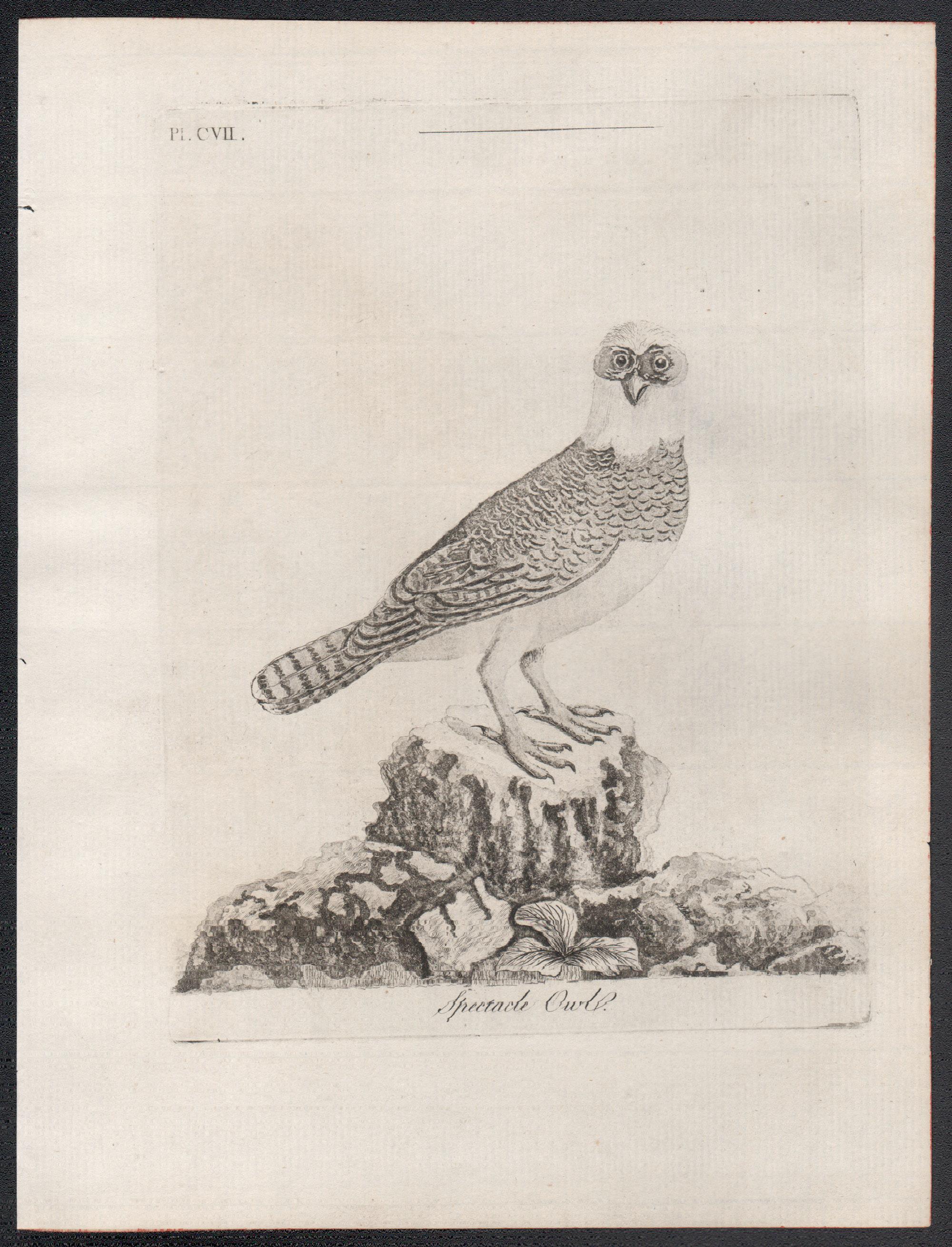 Búho de anteojos, grabado de aves del siglo XVIII de John Latham en venta 1