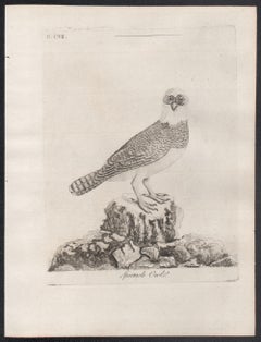Spectacle Owl, 18th century bird engraving by John Latham