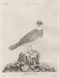 Spectacle Owl, 18th century bird engraving by John Latham