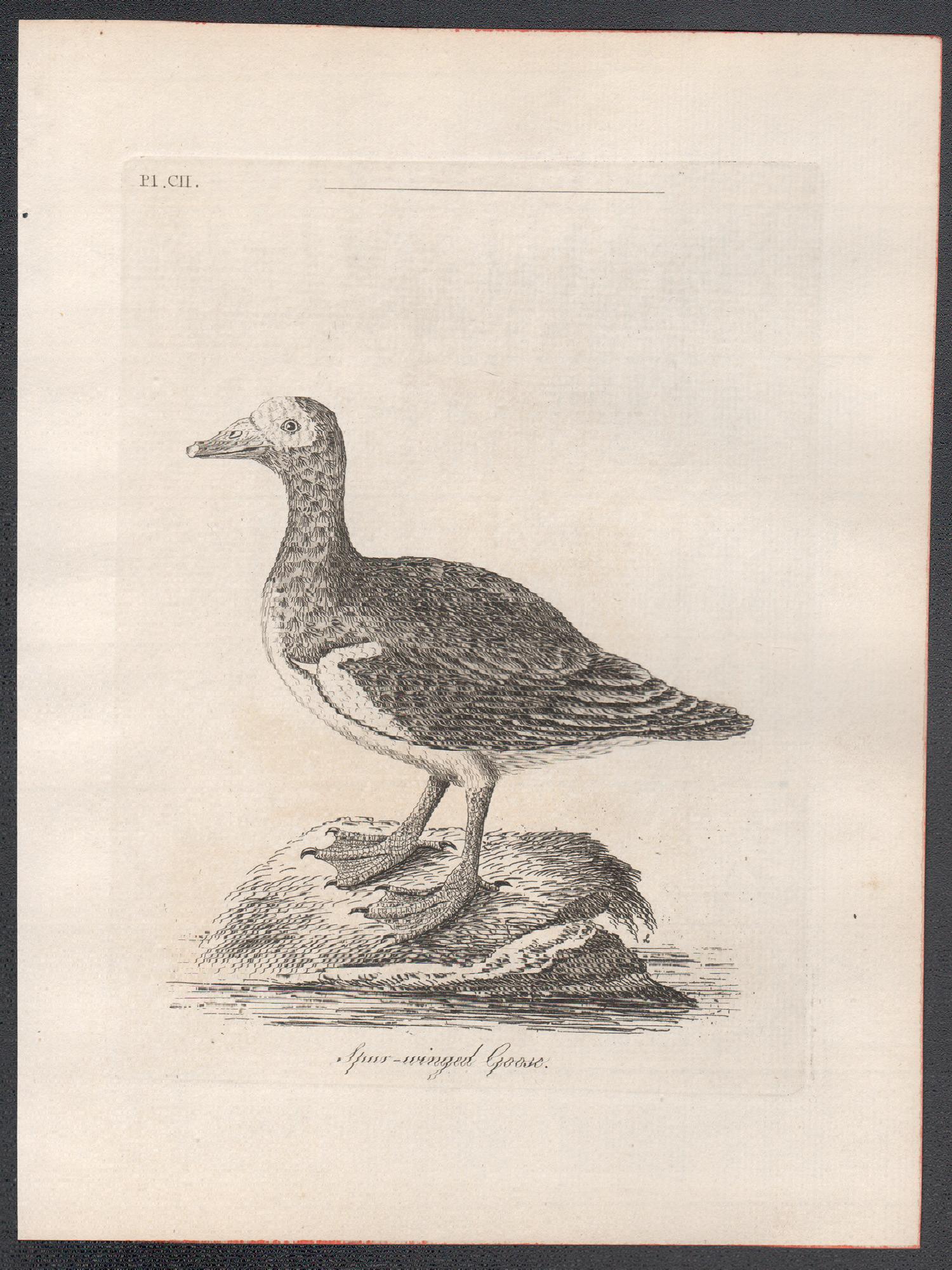 Spur-winged Goose, 18th century bird engraving by John Latham For Sale 1