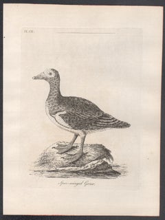 Spurgeflügelte Gänse, Vogelgravur aus dem 18. Jahrhundert von John Latham