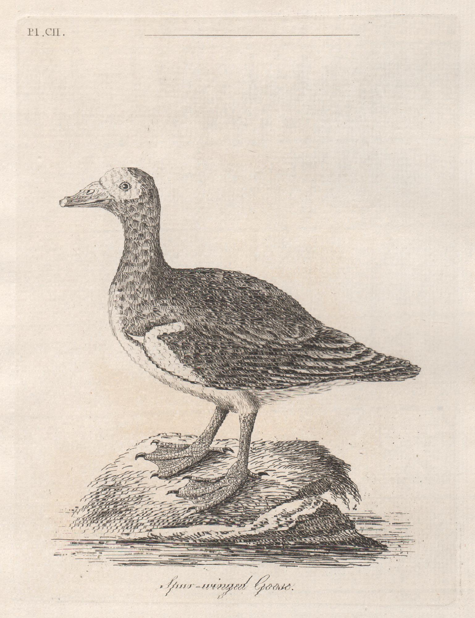Copper-line engraving. 1781. From John Latham's 'General Synopsis of Birds' 1781-1785, and its Supplements. Plate number top left. Laid paper.

John Latham was the leading English ornithologist of his day.

175mm by 135mm (platemark) 
240mm by 180mm