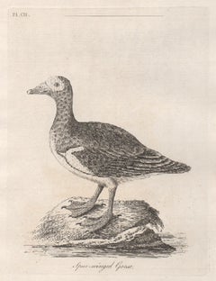 Antique Spur-winged Goose, 18th century bird engraving by John Latham