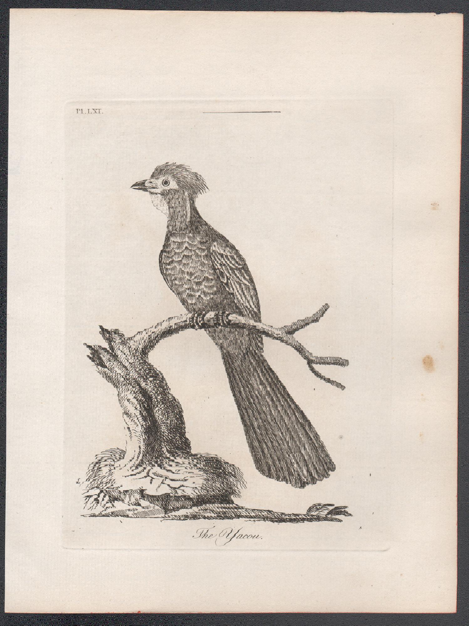 El Yacou, grabado de aves del siglo XVIII de John Latham en venta 1