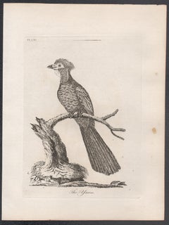 Die Yacou-Vogelgravur des 18. Jahrhunderts von John Latham