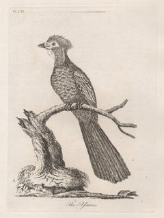 The Yacou, gravure d'oiseaux du 18e siècle par John Latham