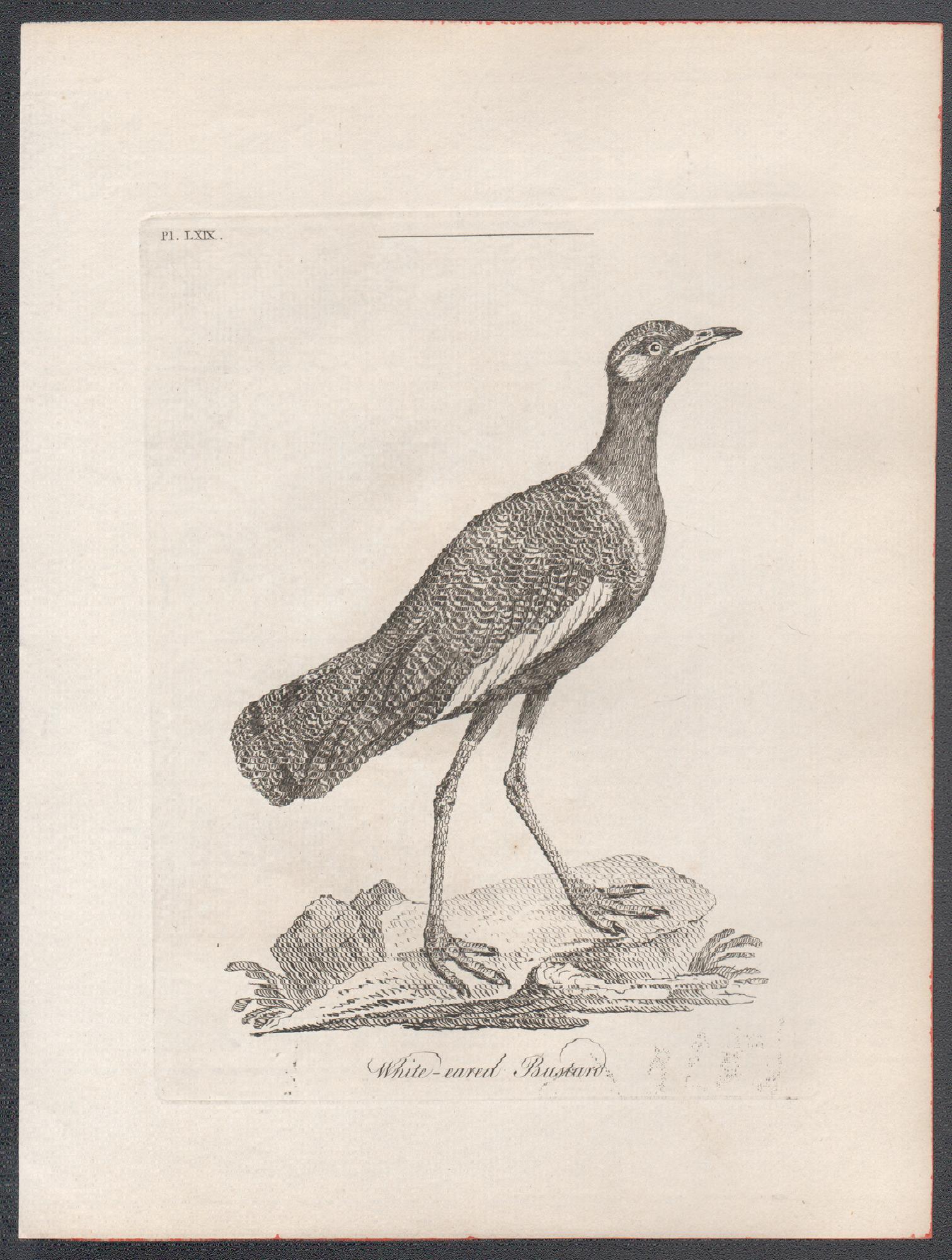 Avutarda de orejas blancas, grabado de aves del siglo XVIII de John Latham en venta 1