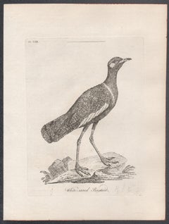 White-eared Bustard, 18th century bird engraving by John Latham