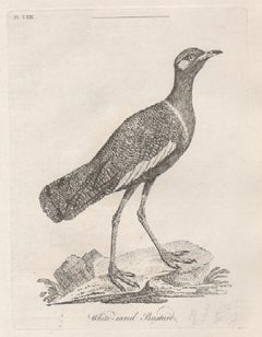 White-eared Bustard, Vogelgravur aus dem 18. Jahrhundert von John Latham
