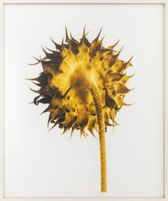 John Hall "Estudio del girasol, ocre" Impresión digital