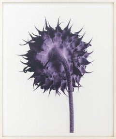 John Hall "Estudio del girasol, ciruela"