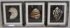 John Matthew Moore Shell Prints 2006 in Custom Mirror Frames, a Set of 3
