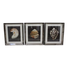 John Matthew Moore Shell Prints 2006 in Custom Mirror Frames, a Set of 3