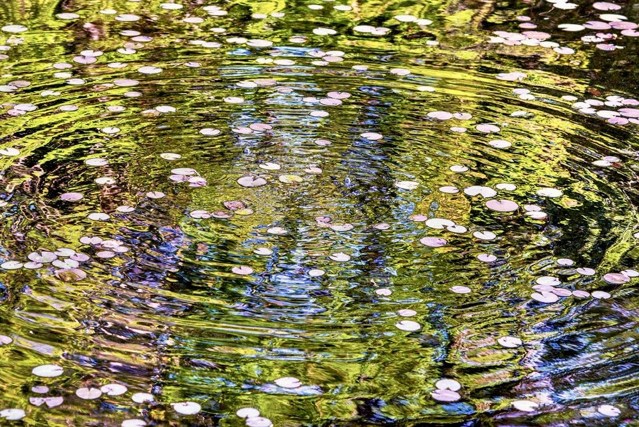 „Lilies & Ripples“ – farbenfrohes Foto, Spring Lily Pads, Sag Harbor NY