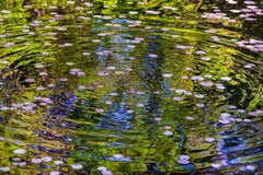 Lilies et Ripples