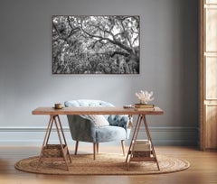 "Lush Jungle"- Black and White photo, Nature, Jungle, Myakka River Florida