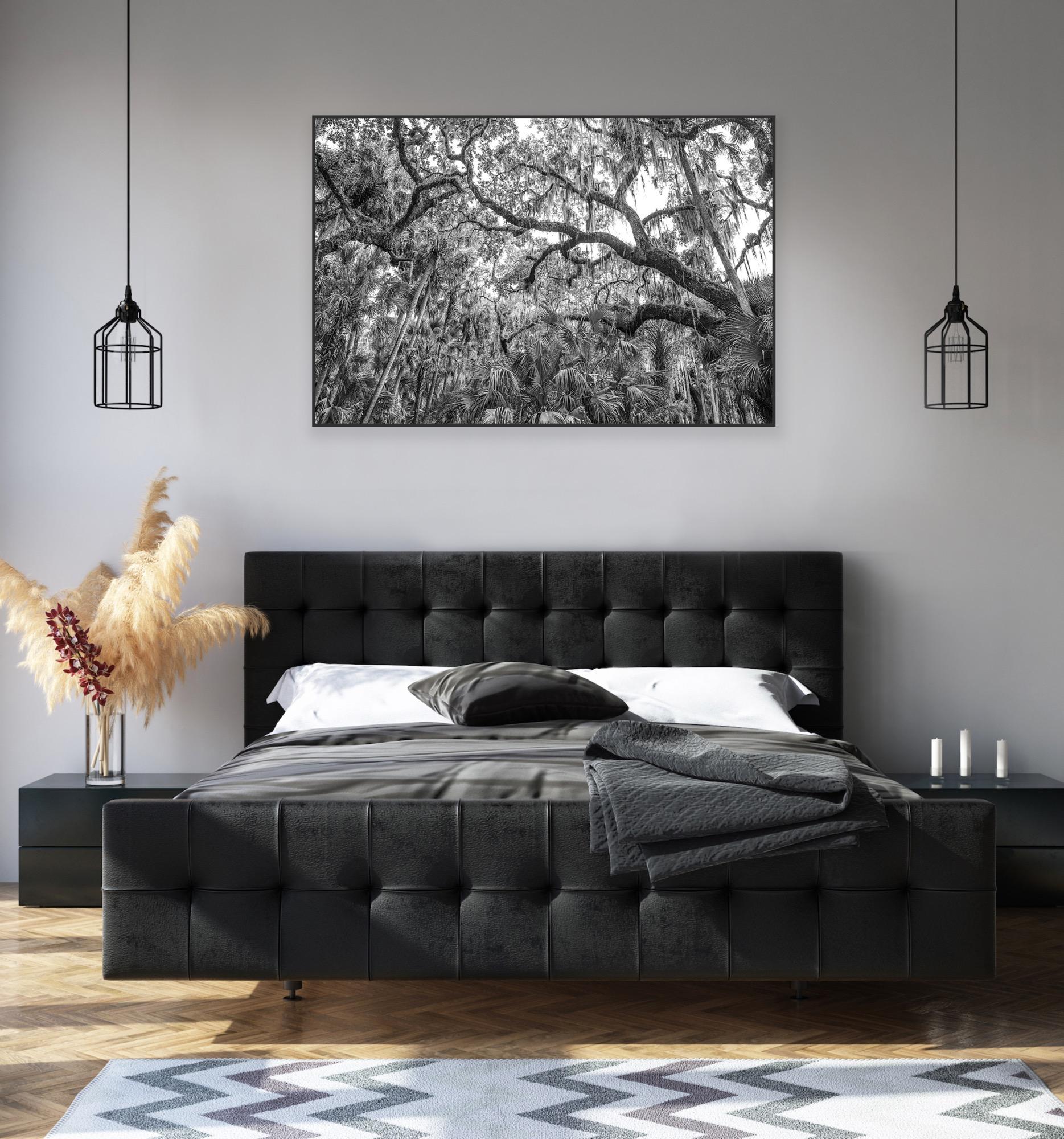 Gedreht im üppigen Dschungel des Myakka River State Park, Florida. 

Gedruckt auf archivfähigem Kunstdruckpapier, aufgezogen auf Dibond-Aluminium mit einer schwimmenden Unterlage. Erhältlich in einer Vielzahl von individuellen Größen, Druckmedien