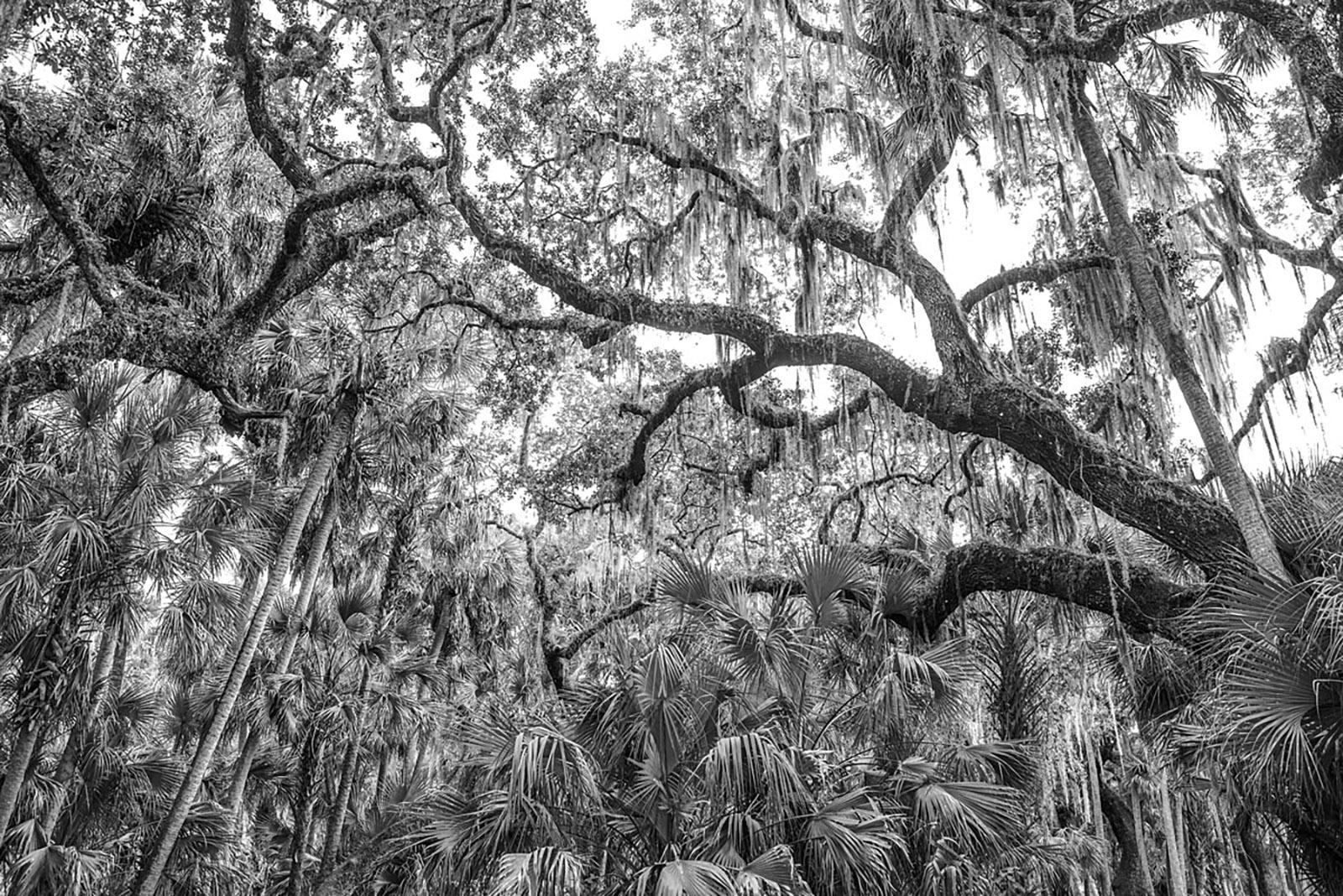 John Mazlish Landscape Photograph - "Lush Jungle"- Black and White photo, Nature, Jungle, Myakka River Florida