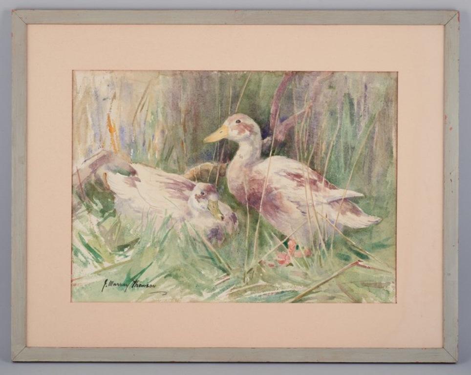 John Murray Thompson (1885-1974), British artist.
Watercolor on paper. 
Ducks in a landscape.
Mid-20th century.
In perfect condition.
Signed.
Dimensions: 53.0 cm x 37.5 cm.
Total dimensions: 72.5 cm x 57.0 cm.