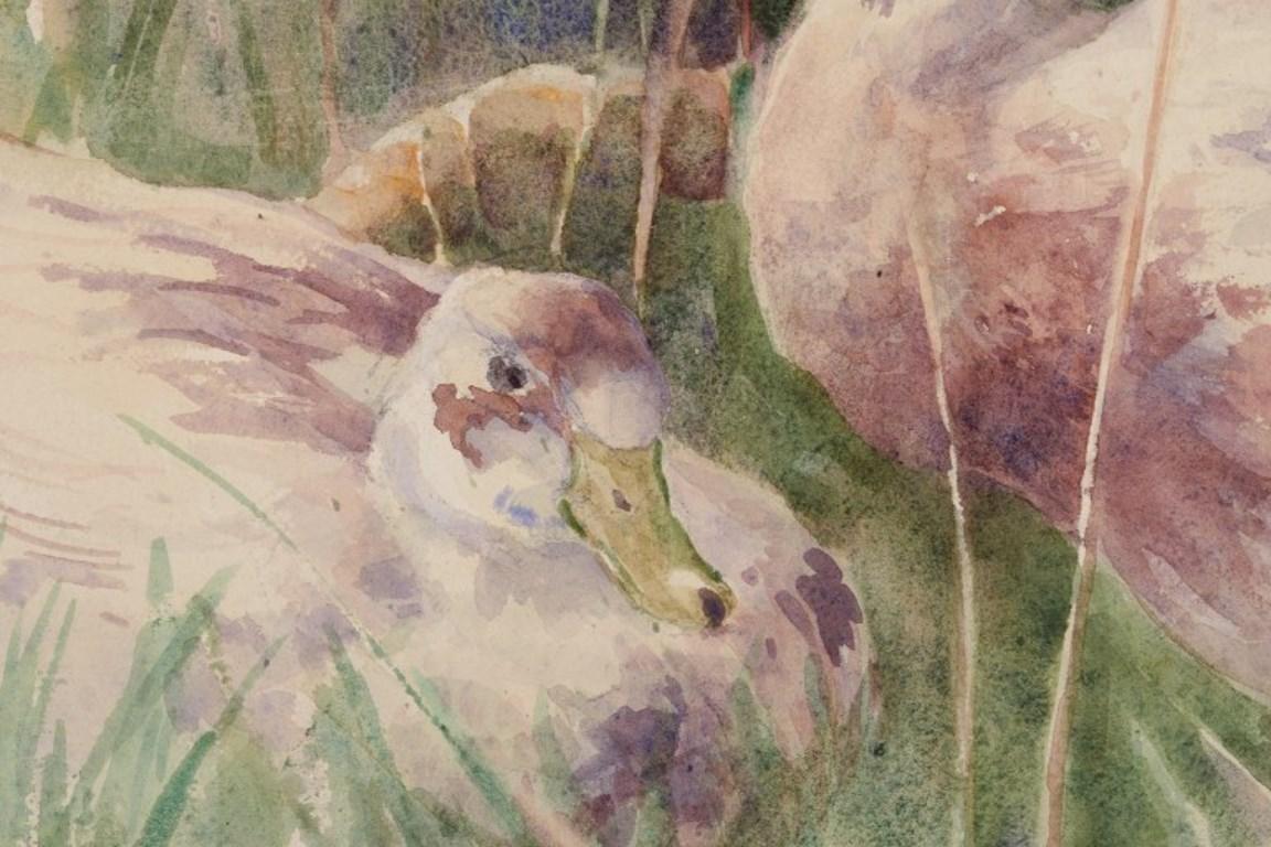 Paper John Murray Thompson, British artist. Watercolor on paper.  Ducks For Sale