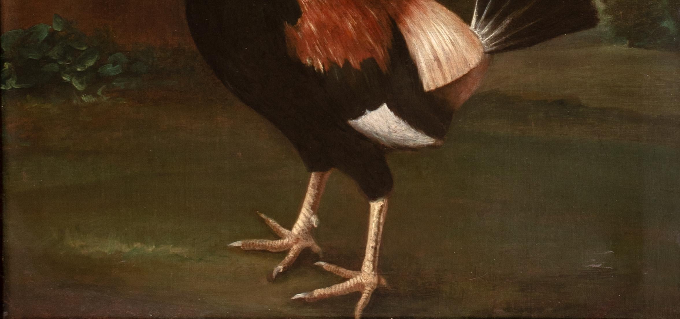 Retrato del Campeón de Pelea de Gallos 