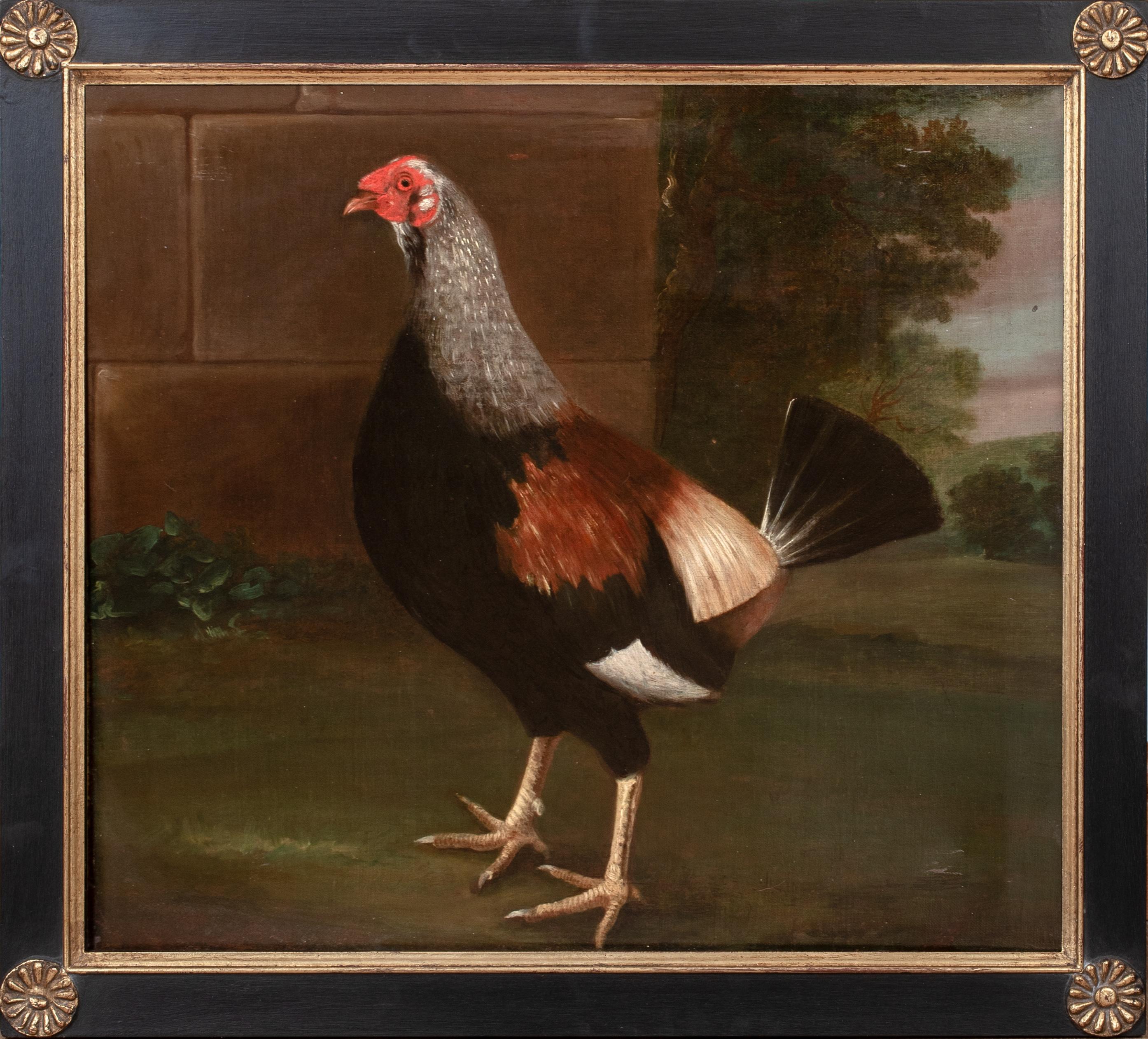 Retrato del Campeón de Pelea de Gallos 