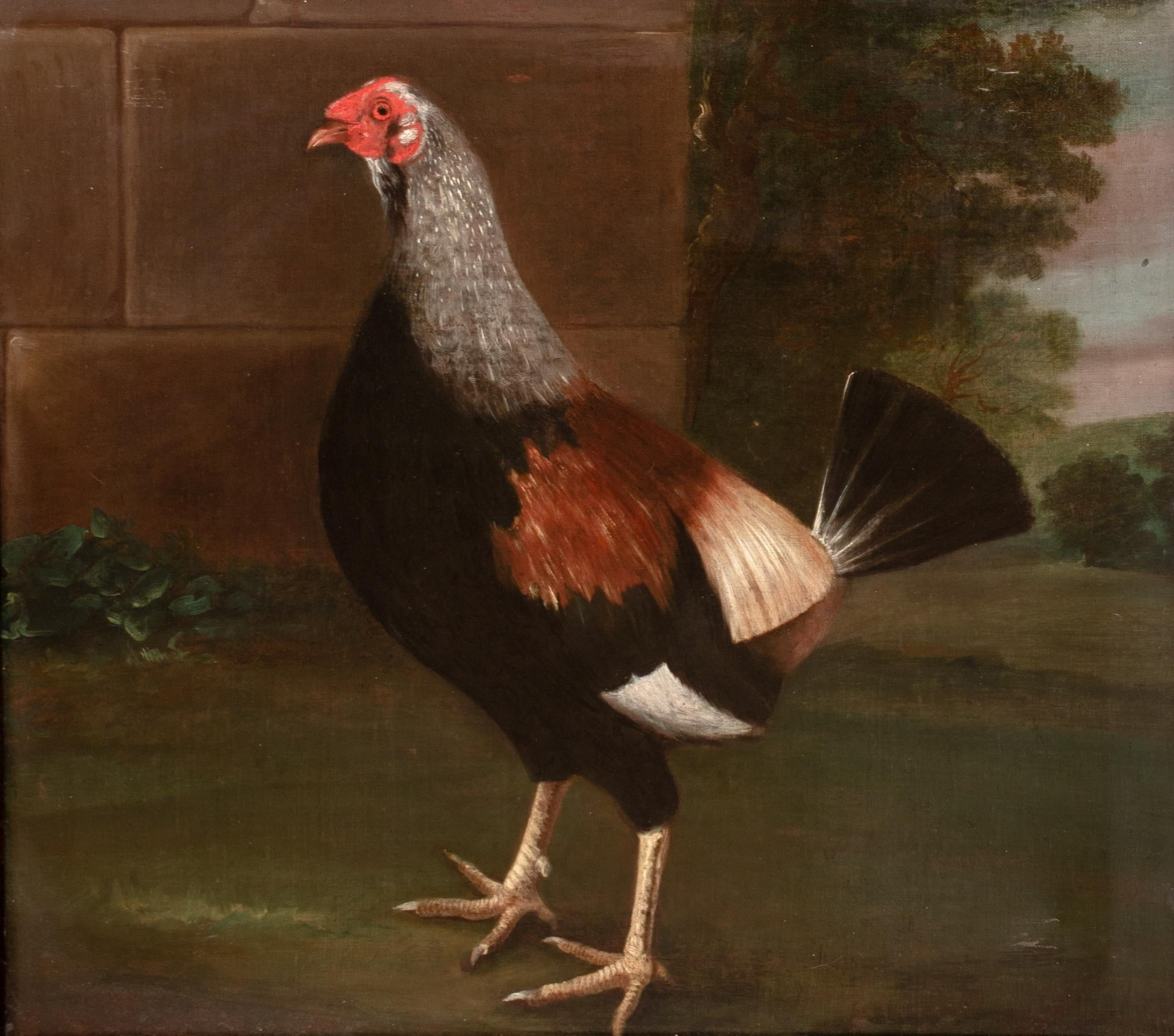 Retrato del Campeón de Pelea de Gallos 