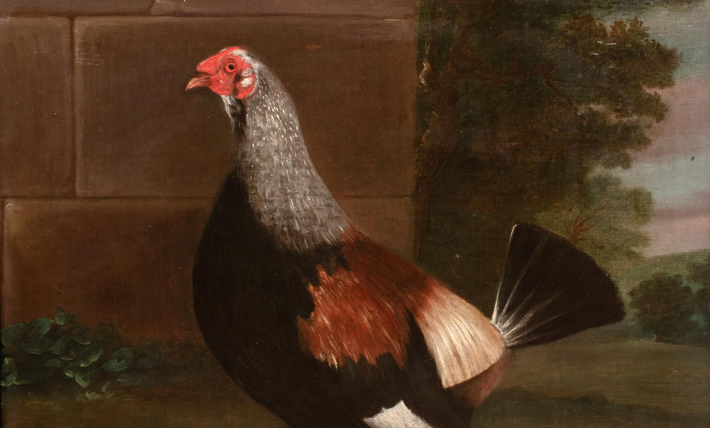 Retrato del Campeón de Pelea de Gallos 
