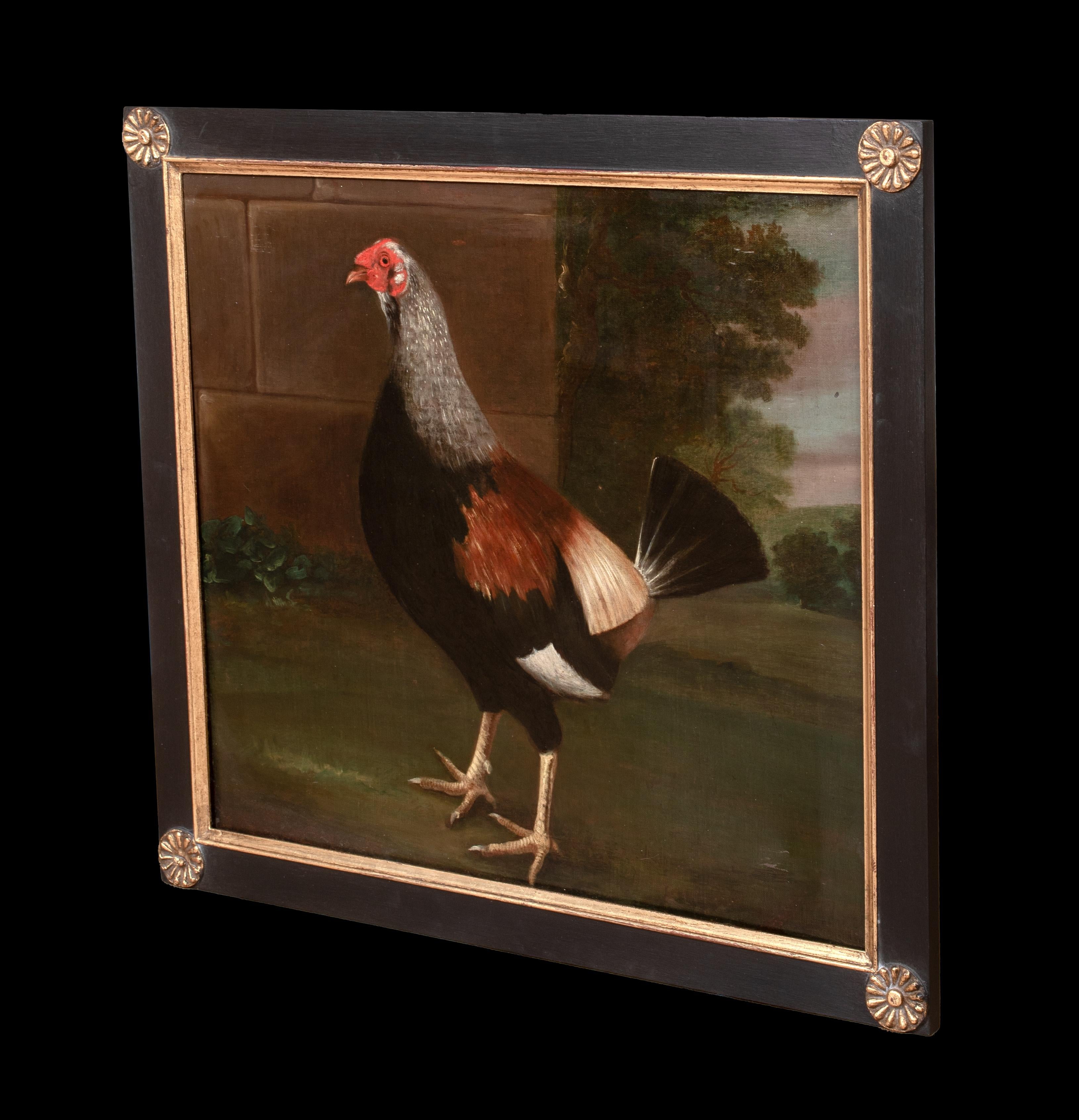 Retrato del Campeón de Pelea de Gallos 