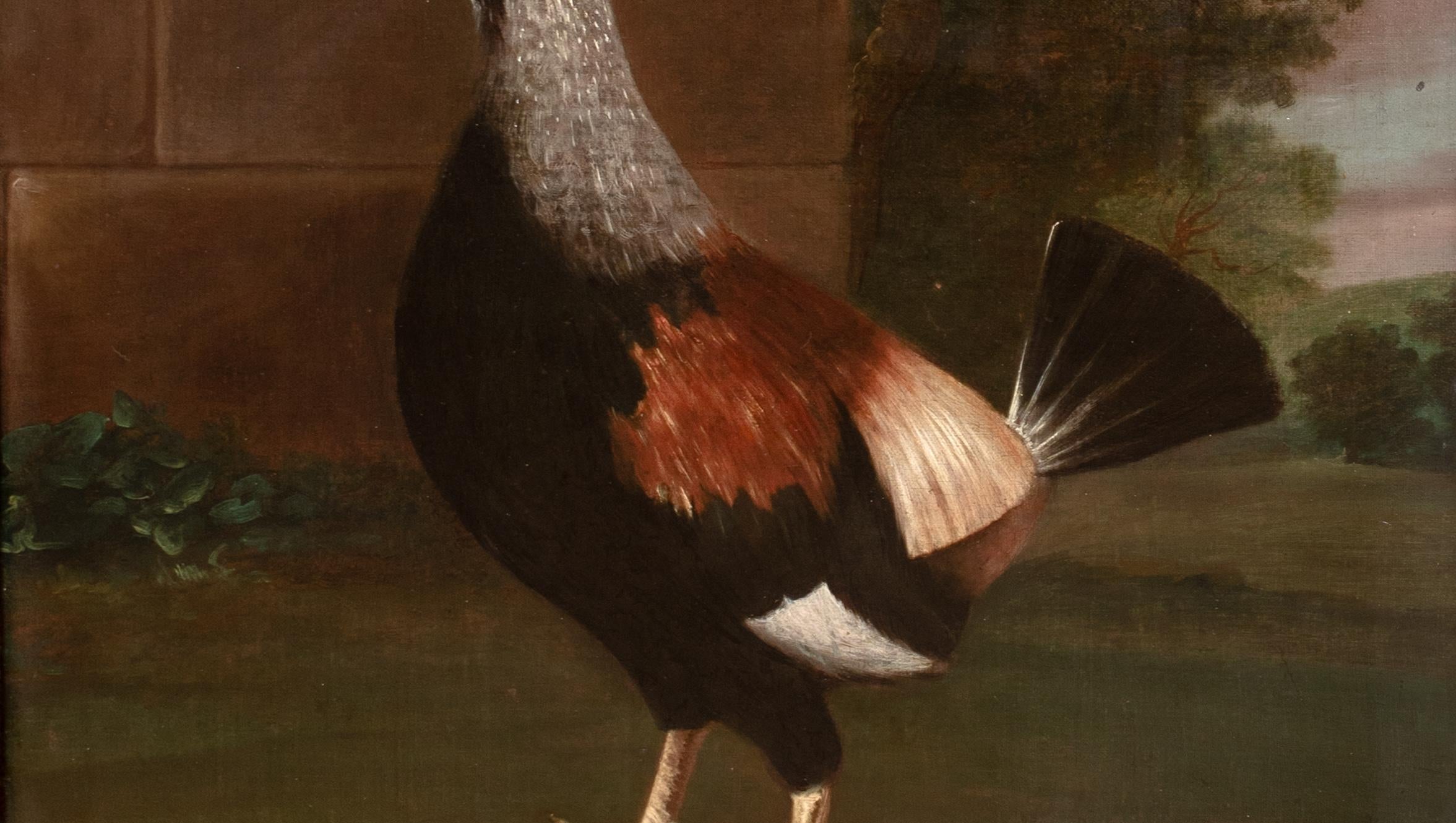 Retrato del Campeón de Pelea de Gallos 