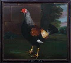 Portrait Of Rooster With Adorned Feathers, Circle Of John Nost Sartorius