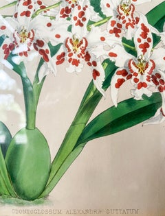 "Orchidea Odontoglossum Alexandre" Litografia antica a colori Fiore Pianta botanica