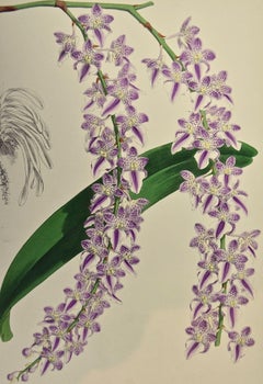 Incisione colorata del XIX secolo di Orchidee coda di volpe "Aerides Lobii" di John Fitch