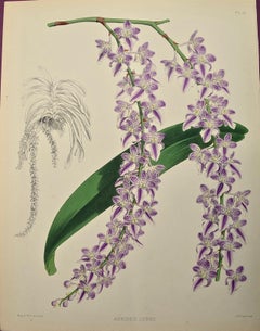 19th Century Colored Engraving of Orchids Foxtail "Aerides Lobii" by John Fitch