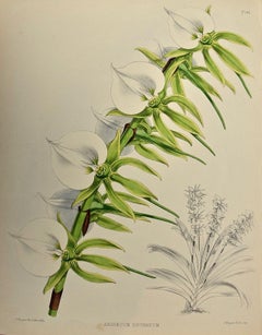 19th Century Colored Engraving of Orchids "Angraecum Eburneum" by John N. Fitch